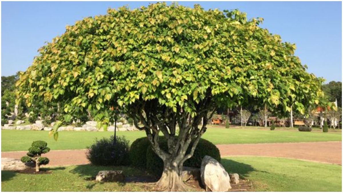 Learn the importance of Peepal tree and its benefits