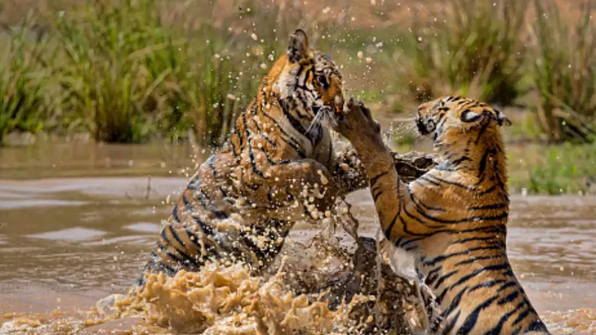 tiger-fight