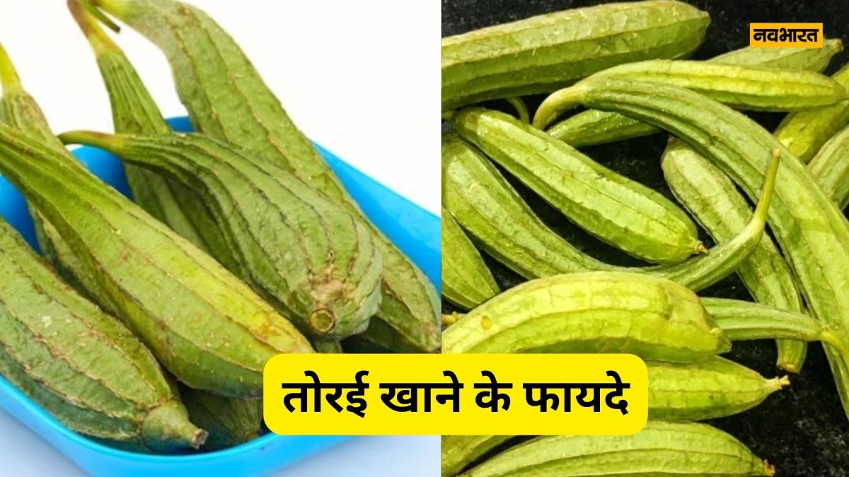 Tori Benefits |  Along with controlling obesity and diabetes, ridge gourd also keeps a check on these diseases, know the precious benefits of this green vegetable.  Presswire18 (Presswire18)
